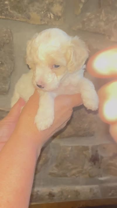 Pink, a female Maltipoo for sale in Marshall, AR – 3 of 3