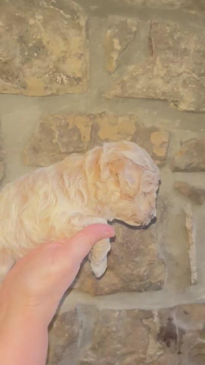 Blue, a male Maltipoo for sale in Marshall, AR – 4 of 4