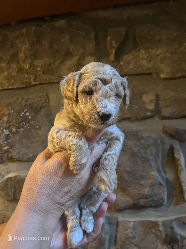 Blue – Maltipoo puppy for sale in Marshall, AR