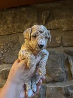 Blue, a male Maltipoo for sale in Marshall, AR – 1 of 4