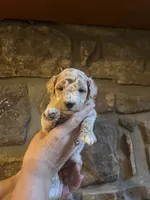 Blue, a male Maltipoo for sale in Marshall, AR – 3 of 4