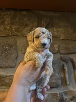 Blue, a male Maltipoo for sale in Marshall, AR – 2 of 4