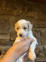 Pink, a female Maltipoo for sale in Marshall, AR – 2 of 3