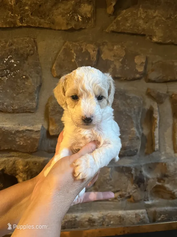 Pink – Maltipoo puppy for sale in Marshall, AR