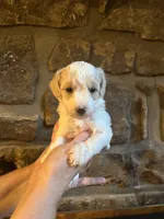 Pink, a female Maltipoo for sale in Marshall, AR – 1 of 3
