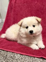 Dixie, a female American Eskimo for sale in Columbiana, OH – 2 of 4