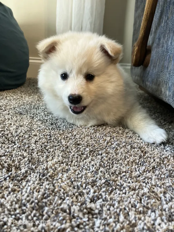 Dixie – American Eskimo puppy for sale in Columbiana, OH