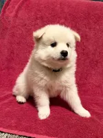 Muffin, a male American Eskimo for sale in Columbiana, OH – 2 of 3