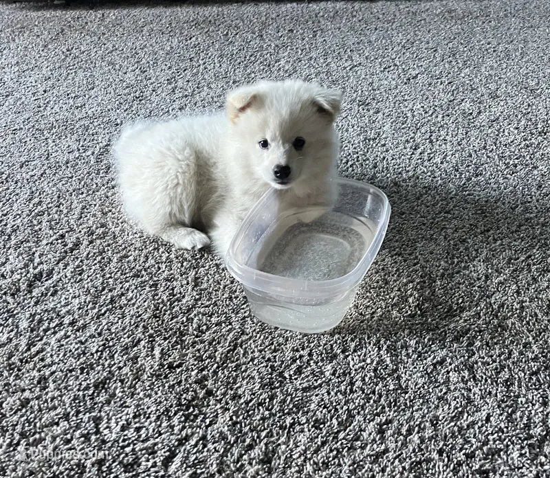 Muffin – American Eskimo puppy for sale in Columbiana, OH