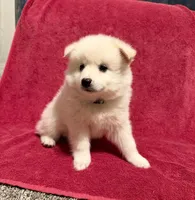 Muffin, a male American Eskimo for sale in Columbiana, OH – 3 of 3