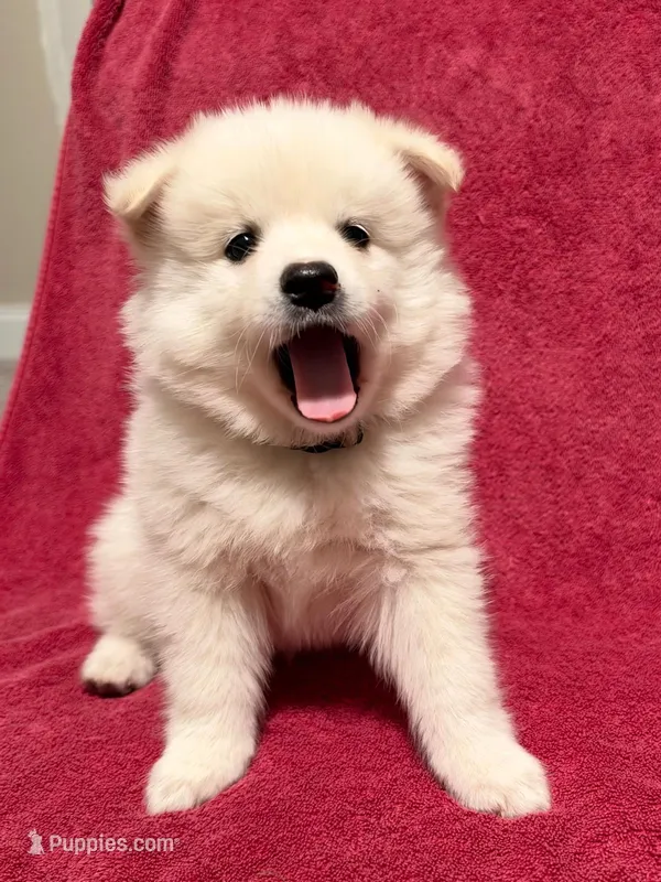 Muffin – American Eskimo puppy for sale in Columbiana, OH