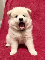 Muffin, a male American Eskimo for sale in Columbiana, OH – 1 of 3