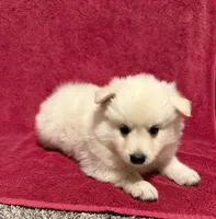 Cupcake, a male American Eskimo for sale in Columbiana, OH – 4 of 4