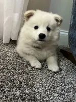 Dixie, a female American Eskimo for sale in Columbiana, OH – 4 of 4