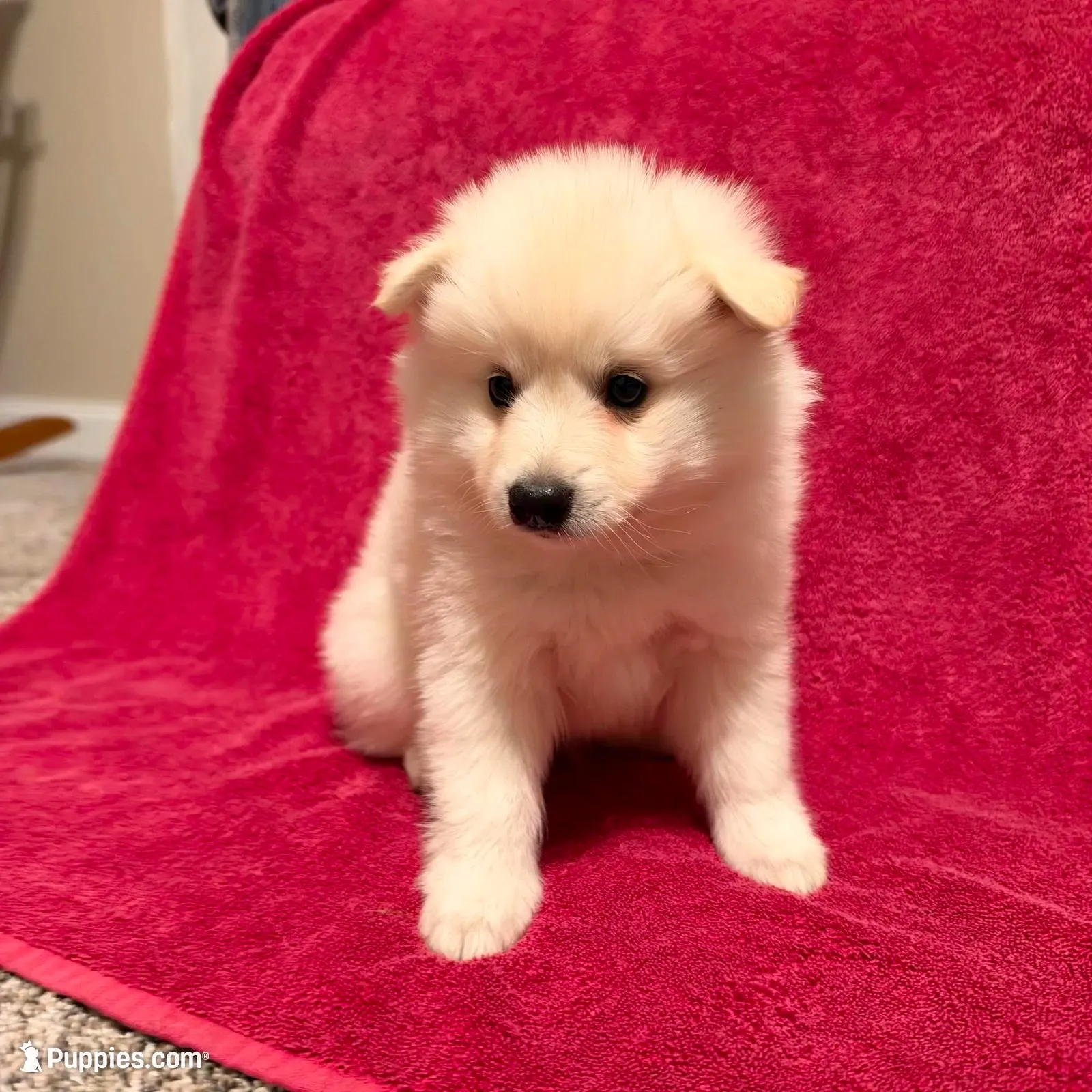 Cupcake, a male American Eskimo for sale in Columbiana, OH – 3 of 4