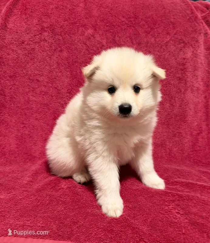 Cupcake – American Eskimo puppy for sale in Columbiana, OH