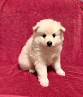 Cupcake, a male American Eskimo for sale in Columbiana, OH – 1 of 4