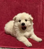 Cupcake, a male American Eskimo for sale in Columbiana, OH – 2 of 4