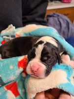 Rufus , a male Boxer for sale in Shafer, MN – 3 of 5
