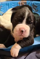 Rufus , a male Boxer for sale in Shafer, MN – 2 of 5
