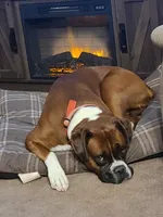 Rufus , a male Boxer for sale in Shafer, MN – 5 of 5