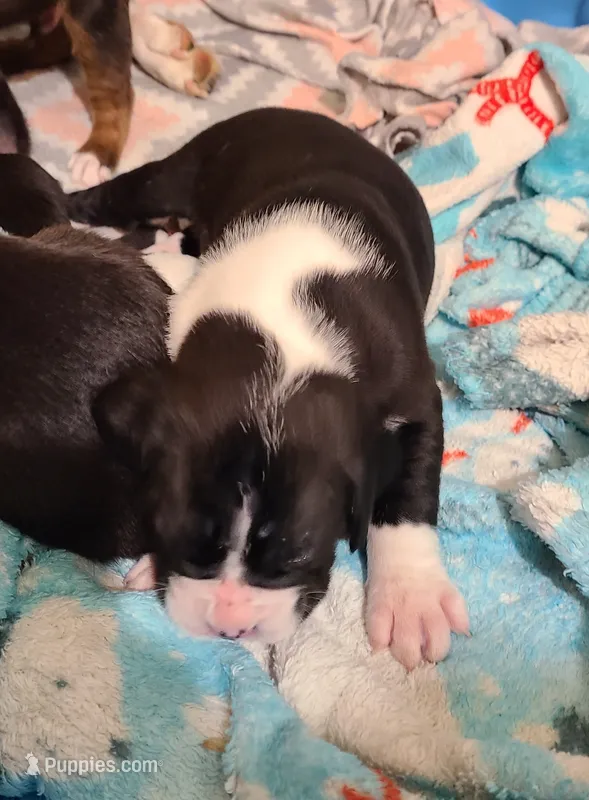 Rufus  – Boxer puppy for sale in Shafer, MN