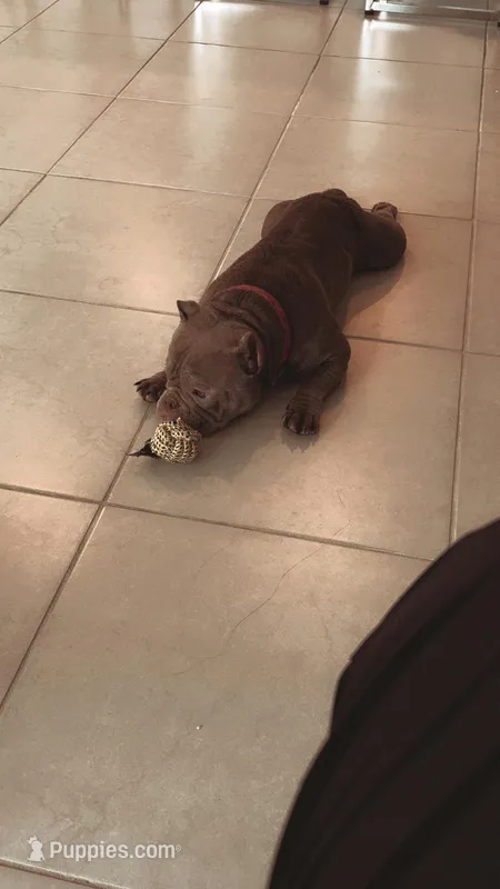 Coco – American Bully puppy for sale in Spring Hill, FL