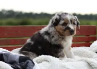 Bravo, a male Australian Shepherd for sale in Pantego, NC – 2 of 10