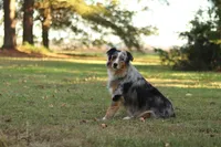 Buddy, a male Australian Shepherd for sale in Pantego, NC – Photo 5 of 6