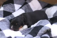 Buddy, a male Australian Shepherd for sale in Pantego, NC – Photo 2 of 6