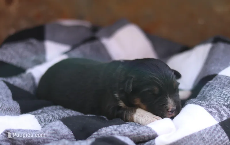 Buddy – Australian Shepherd puppy for sale in Pantego, NC