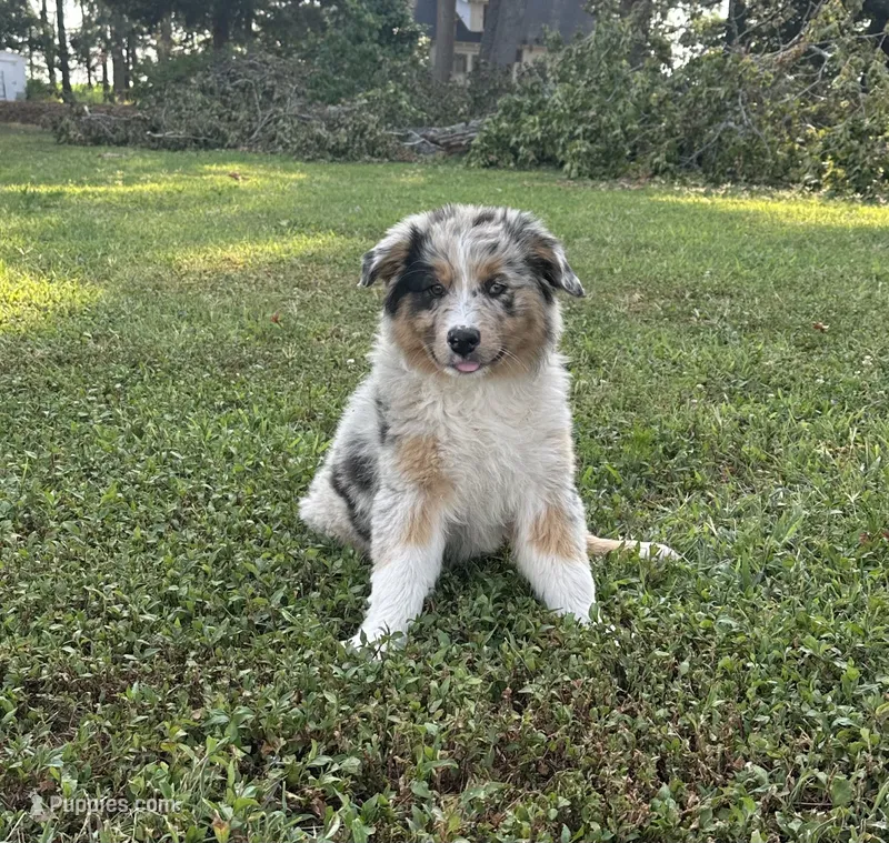 Breezy – Australian Shepherd puppy for sale in Pantego, NC