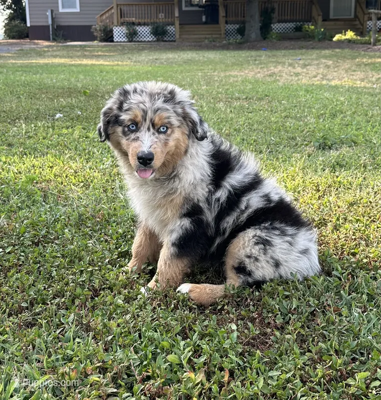 Bluebell – Australian Shepherd puppy for sale in Pantego, NC