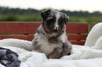 Birdie, a female Australian Shepherd for sale in Pantego, NC – 2 of 10