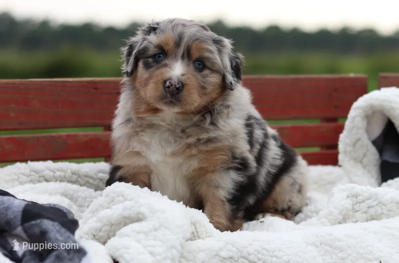 Bluebell – Australian Shepherd puppy for sale in Pantego, NC