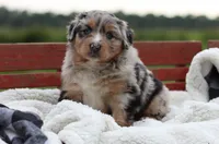 Bluebell, a female Australian Shepherd for sale in Pantego, NC – 1 of 10