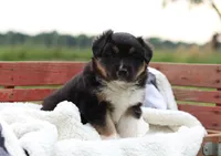Buddy, a male Australian Shepherd for sale in Pantego, NC – 1 of 10