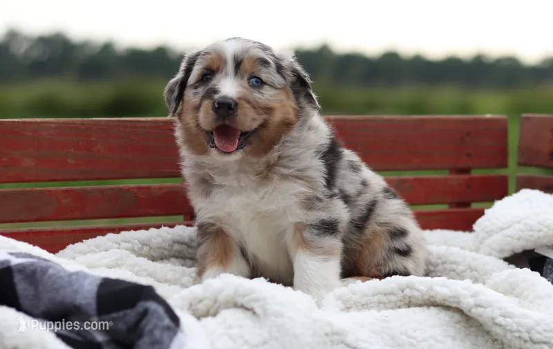 Bravo – Australian Shepherd puppy for sale in Pantego, NC