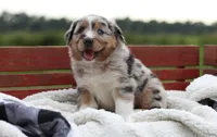 Bravo, a male Australian Shepherd for sale in Pantego, NC – 1 of 10