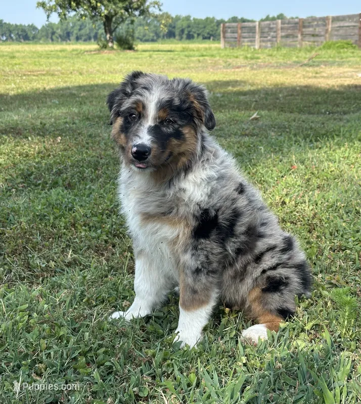 Birdie – Australian Shepherd puppy for sale in Pantego, NC