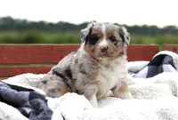 Breezy, a female Australian Shepherd for sale in Pantego, NC – 2 of 10
