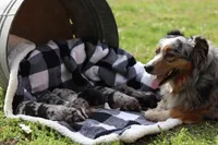 Bravo, a male Australian Shepherd for sale in Pantego, NC – Photo 4 of 6