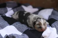 Bravo, a male Australian Shepherd for sale in Pantego, NC – Photo 2 of 6