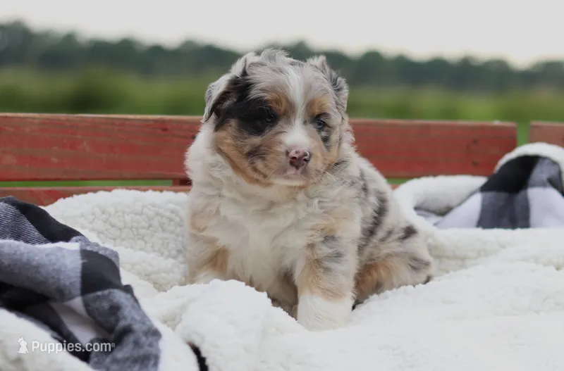 Breezy – Australian Shepherd puppy for sale in Pantego, NC