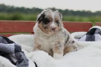Breezy, a female Australian Shepherd for sale in Pantego, NC – 1 of 10