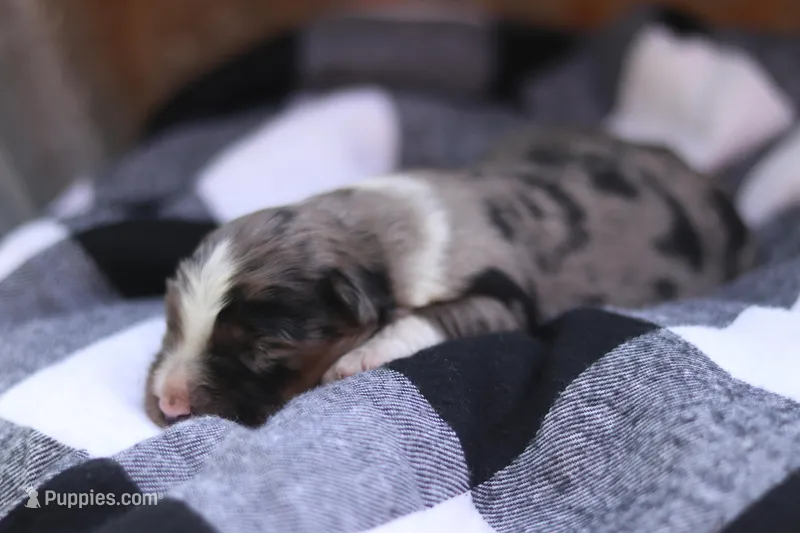 Birdie – Australian Shepherd puppy for sale in Pantego, NC