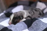 Birdie, a female Australian Shepherd for sale in Pantego, NC – Photo 1 of 6