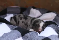 Birdie, a female Australian Shepherd for sale in Pantego, NC – Photo 2 of 6