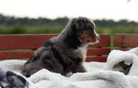 Blossom, a female Australian Shepherd for sale in Pantego, NC – 2 of 10