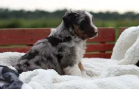 Birdie, a female Australian Shepherd for sale in Pantego, NC – 3 of 10
